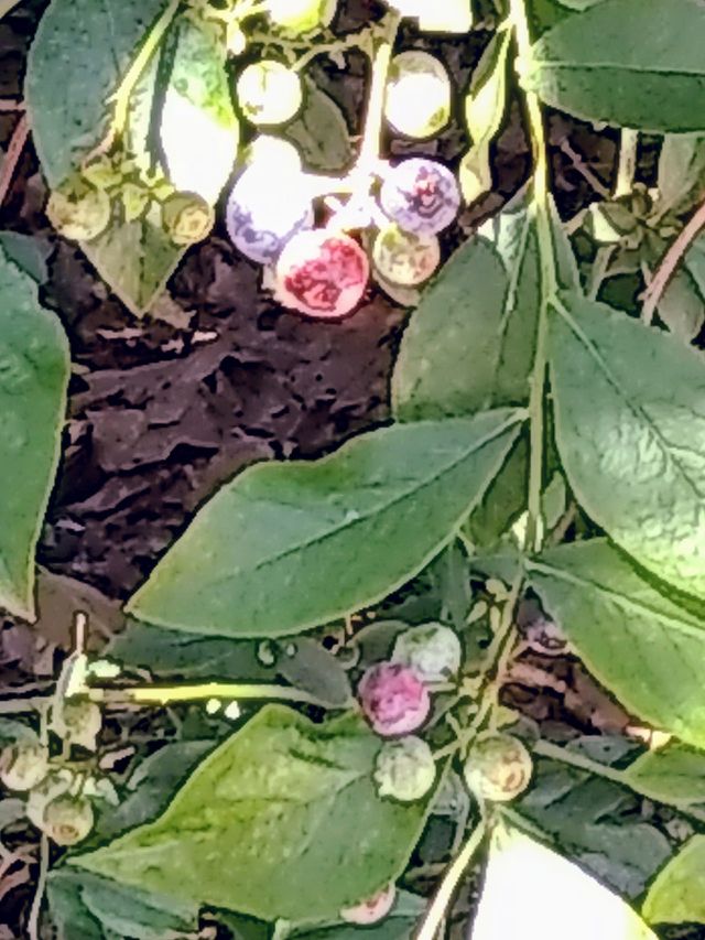 blueberry