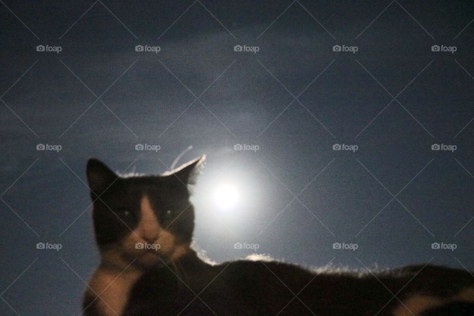 Klinger. Looking at a full moon 