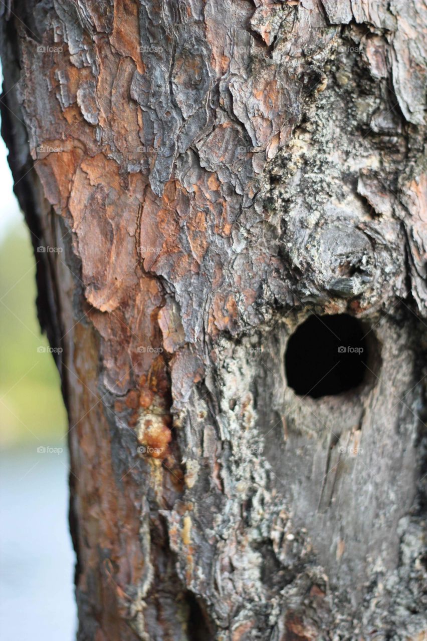 Hole in a tree