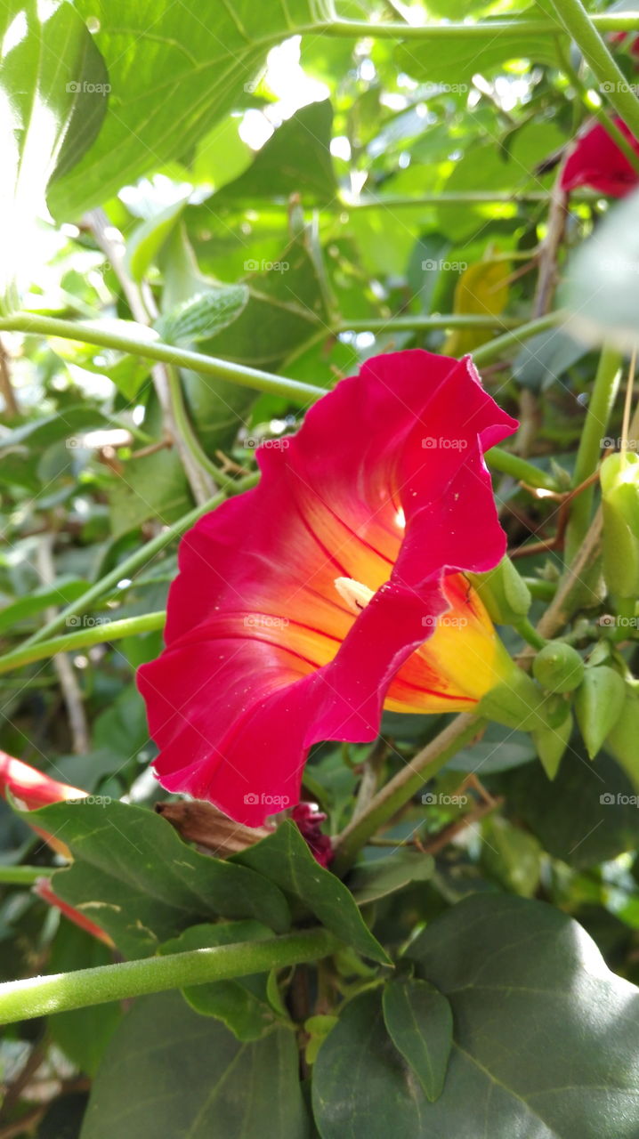 Bright Crimson Red flower