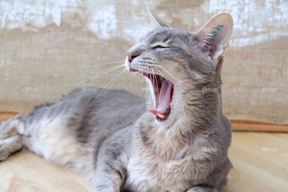 oriental cat yawning