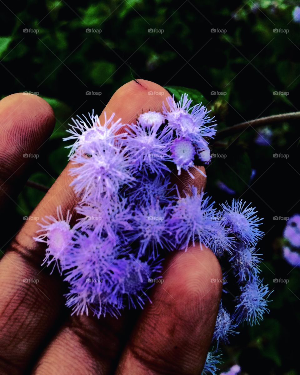 Purple flower photography
