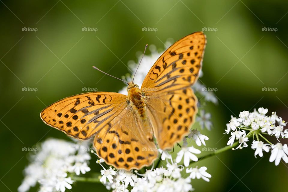 Amazing orange butterfly sitting on green leaf close up background summer feeling nature therapy amazing naturalism adventure time hustling daydreaming wonderful view summertime full on colours