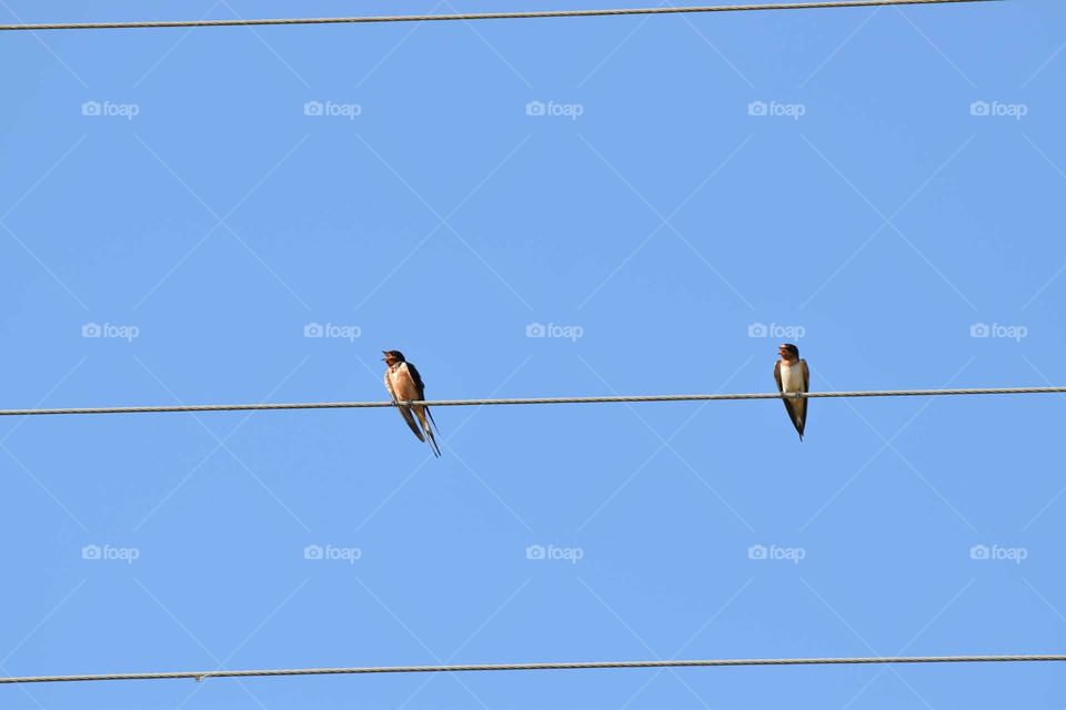 sparrows on a line