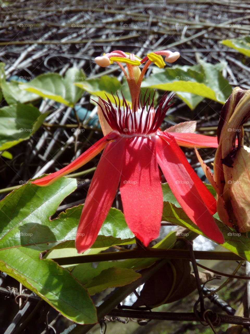 Red Passion Flower