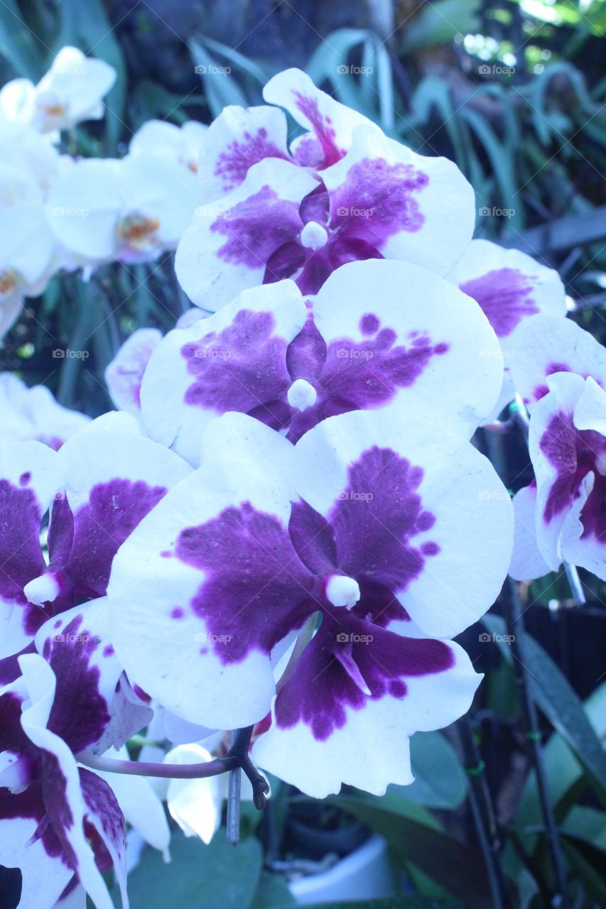 The orchids are beautiful white and purple