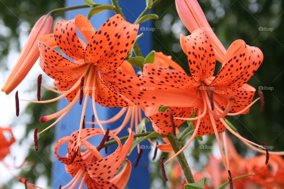 Orange flowers