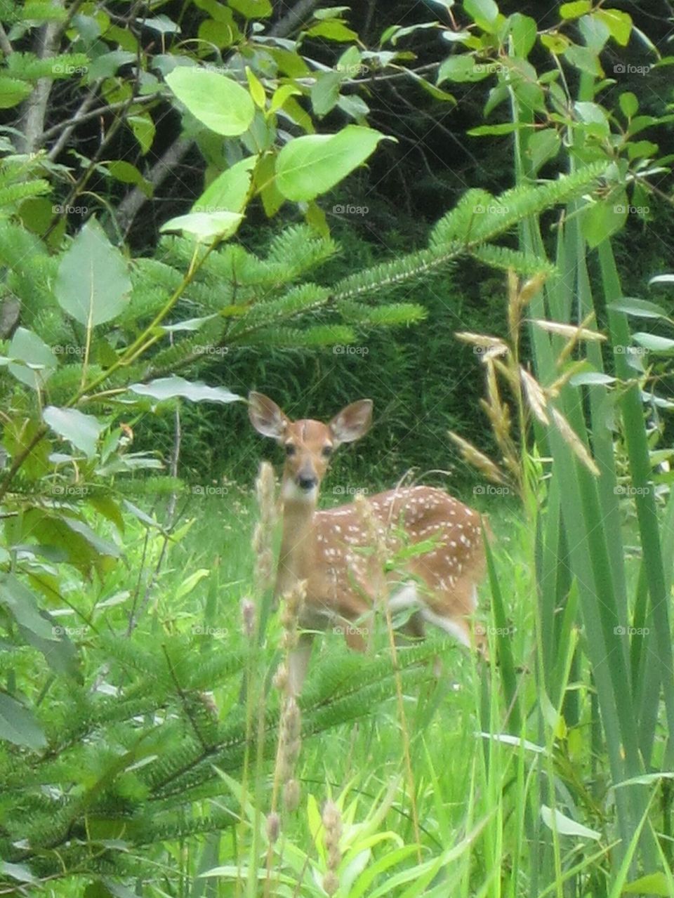 Fawn in the Woods