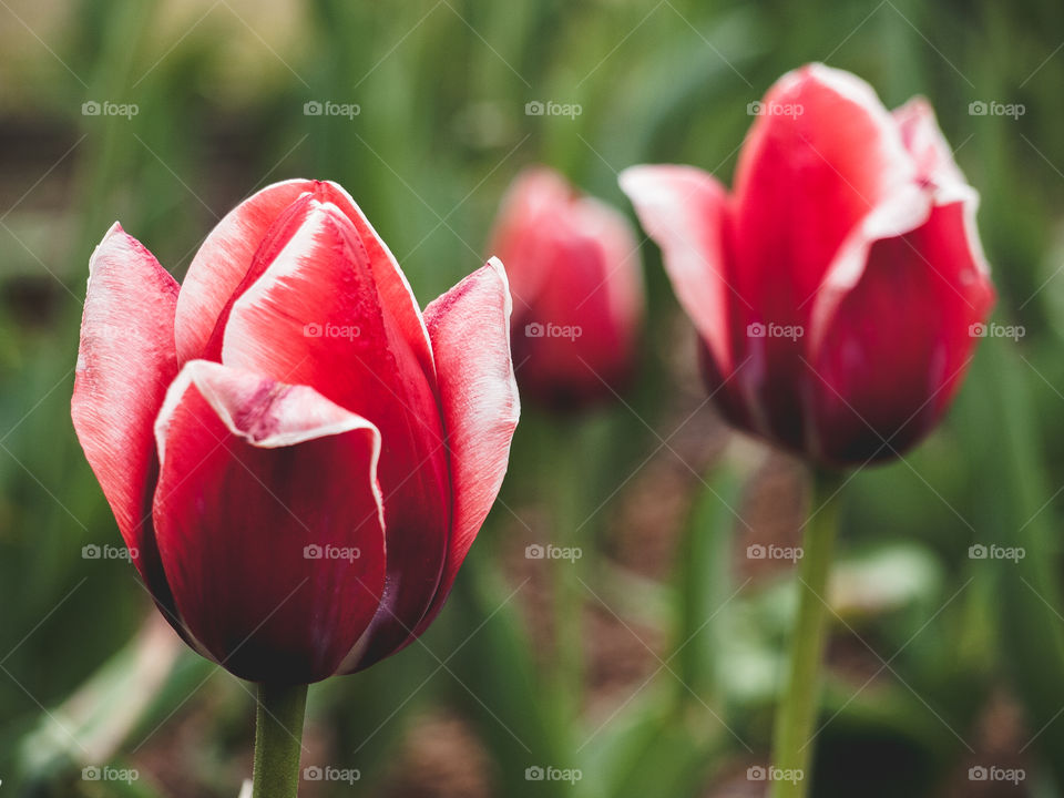 Purple tulips in bloom