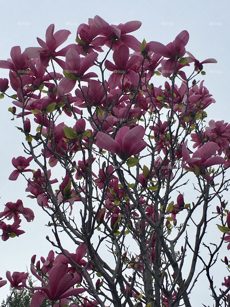 Fuschia pink blossoms