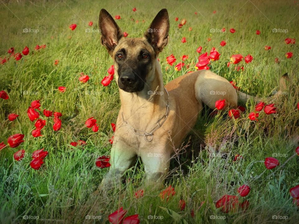 Belgian shepherd malinois and tulips