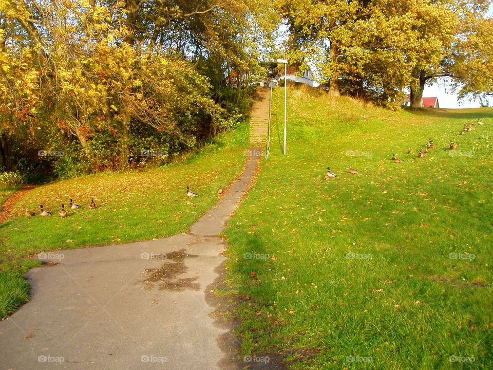 Autumn walk