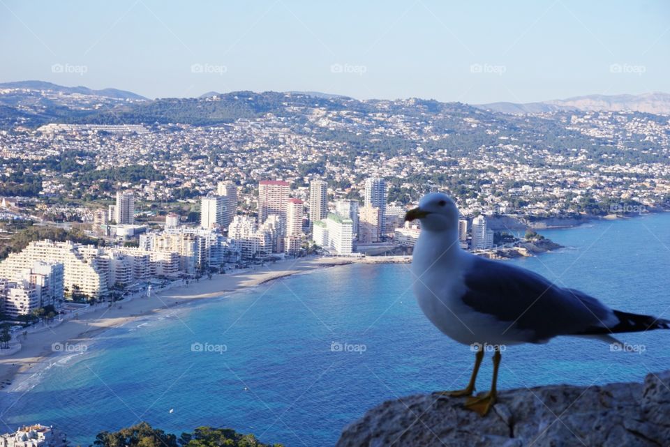 Seagull#pose#sea#view#city#rock