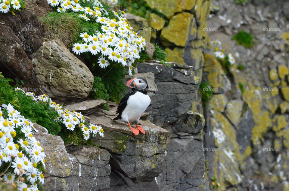 Puffin