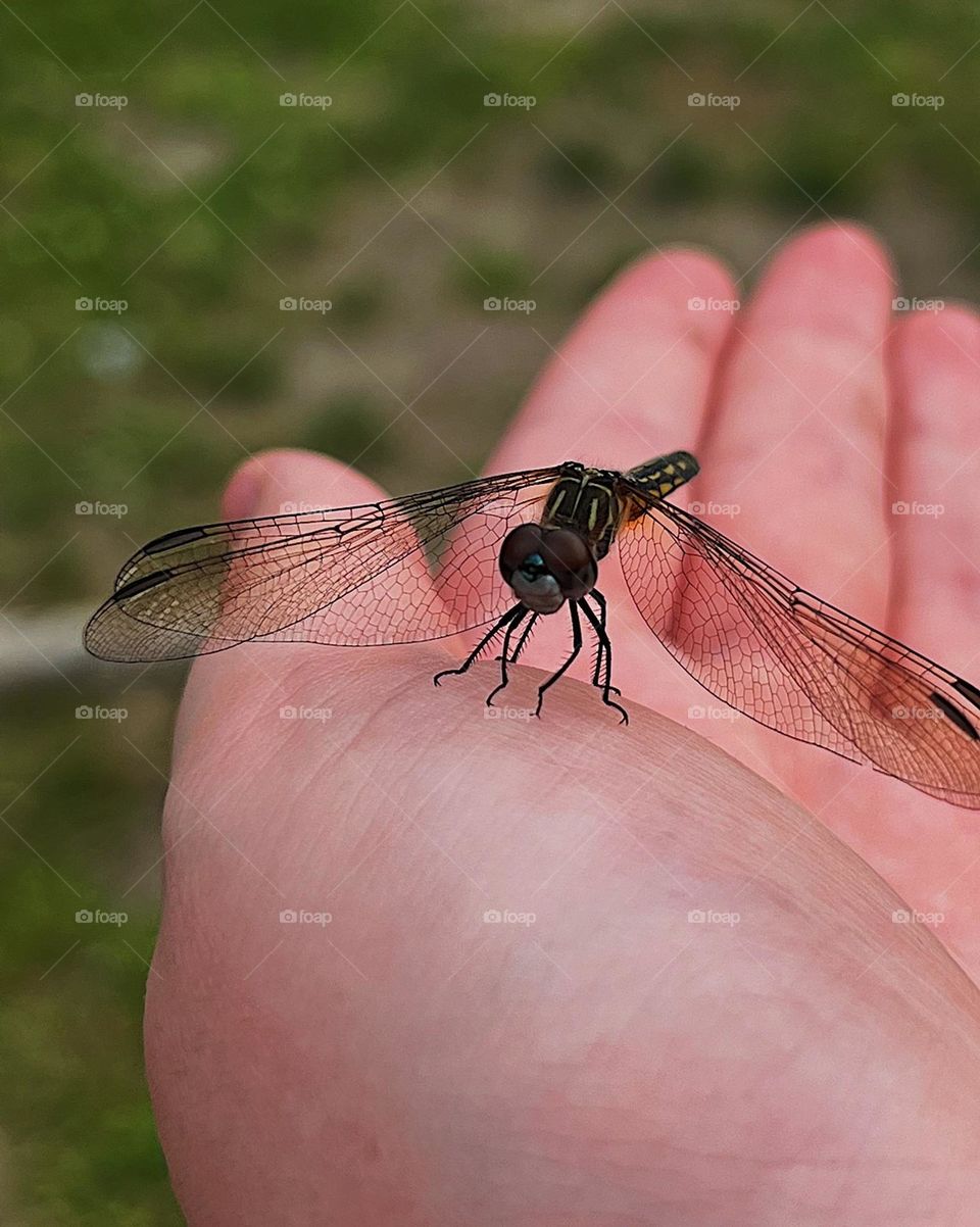 dragonfly