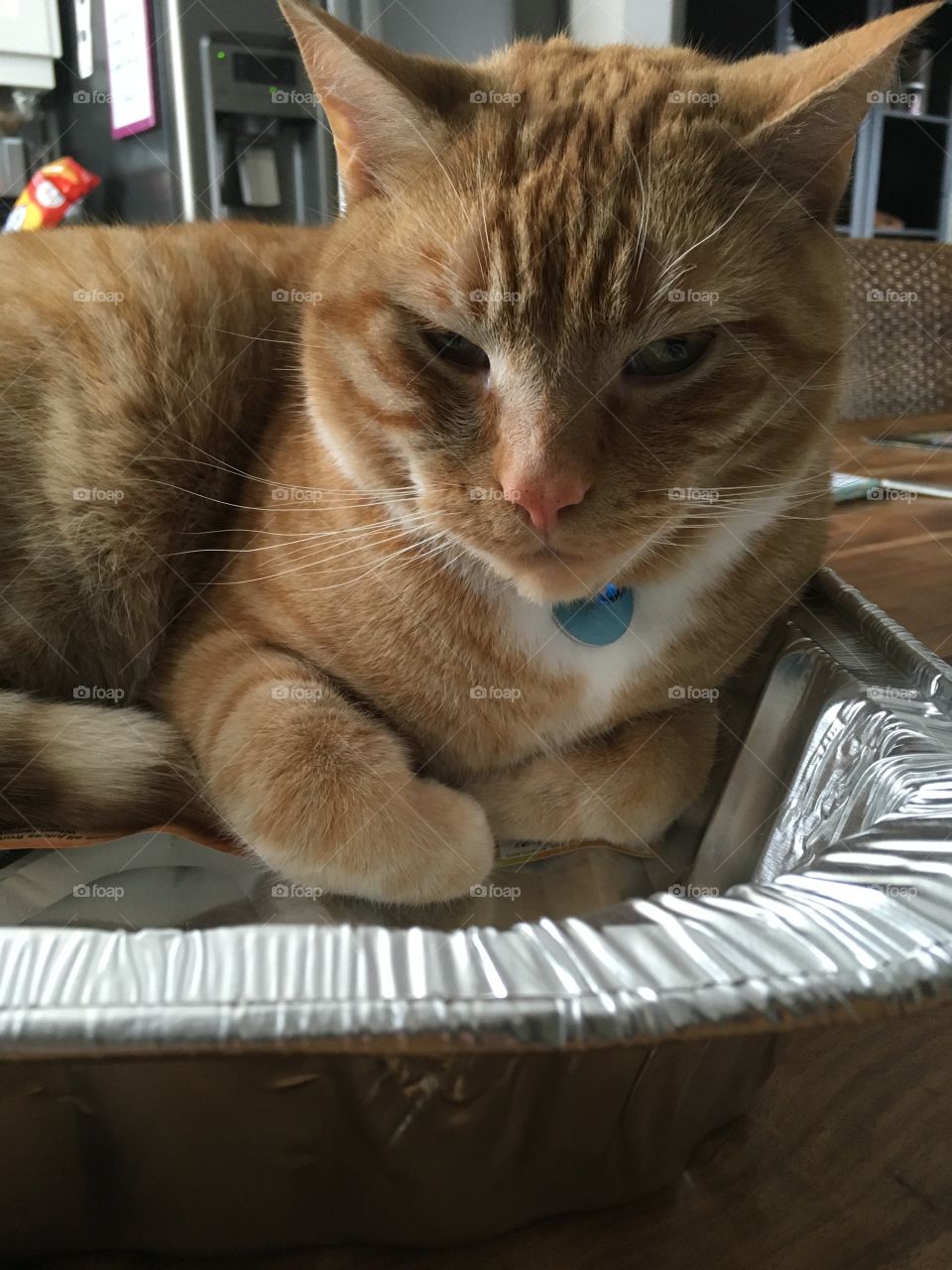 Cat in a pan 