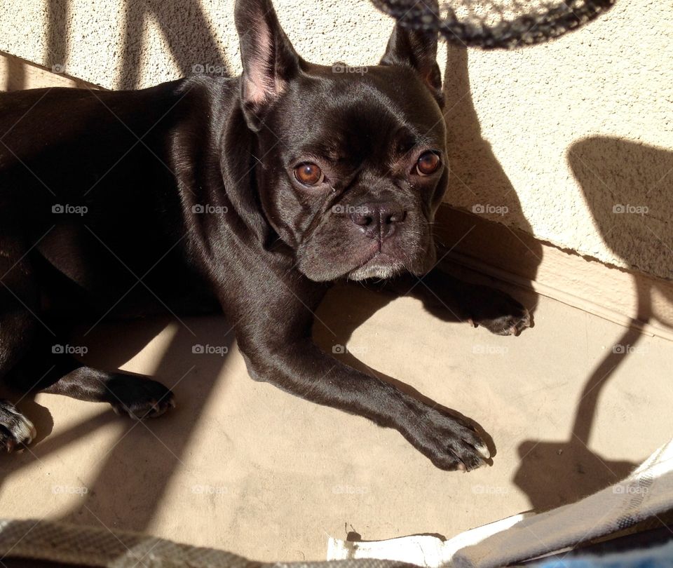 Dog on the porch in the sun. Ivy French bulldog on the porch in the California afternoon sunshine 