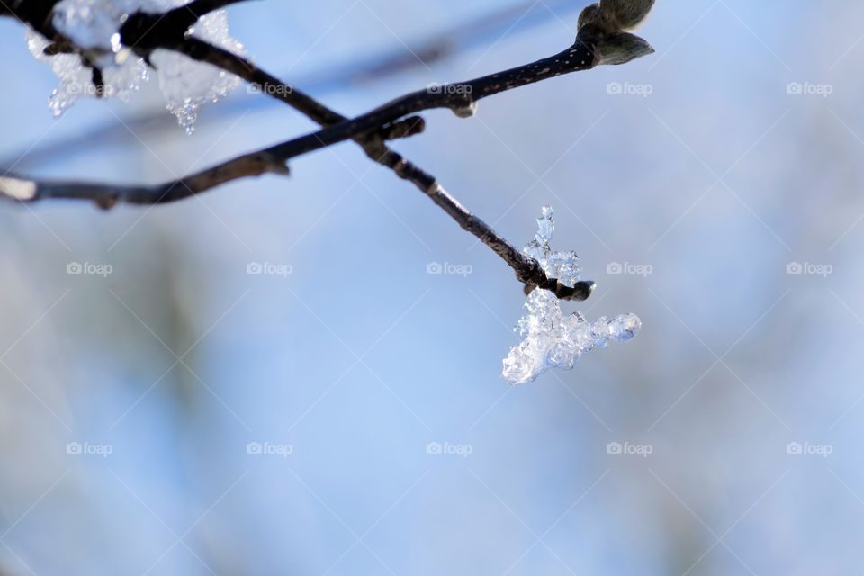 Icicle on magnolia tree