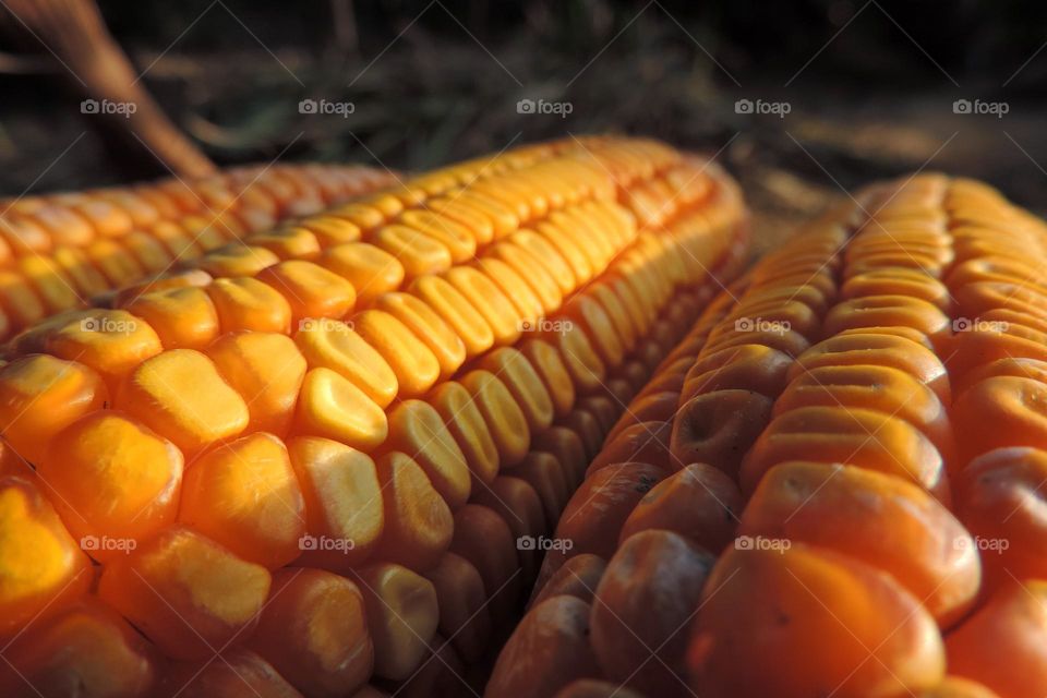 Let the grains multiply..