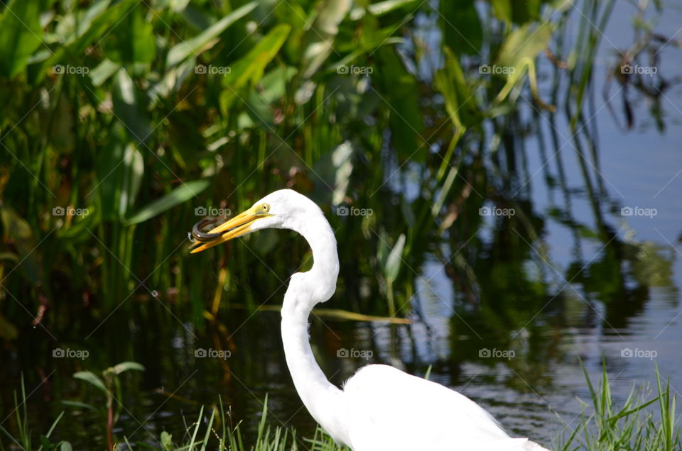 Egret enjoying dinner