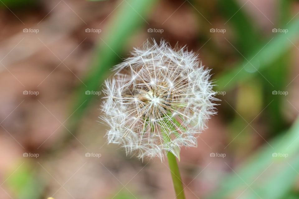 Dandelion