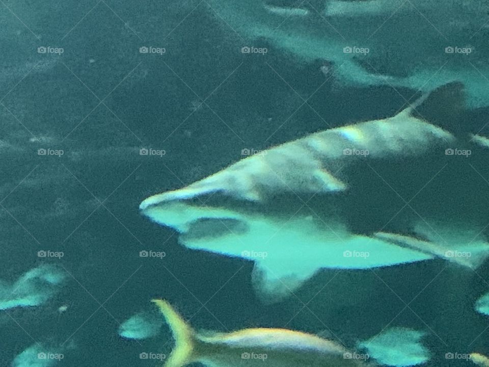 Ripleys aquarium 