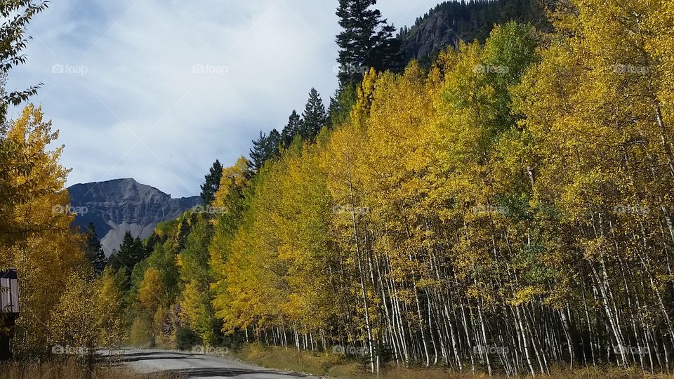 Fall, Wood, Nature, Landscape, Tree