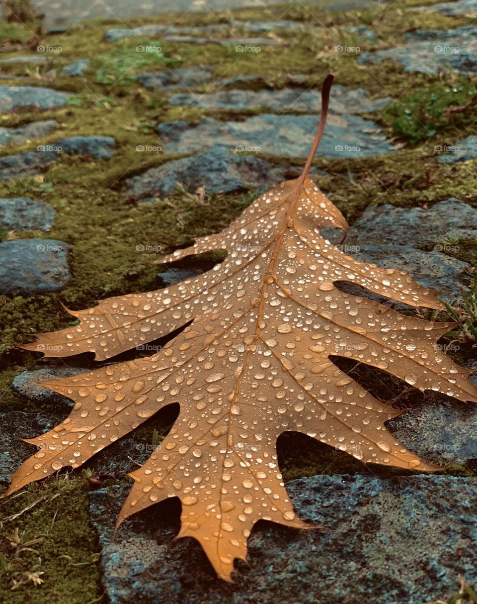 Autumn wet leaf