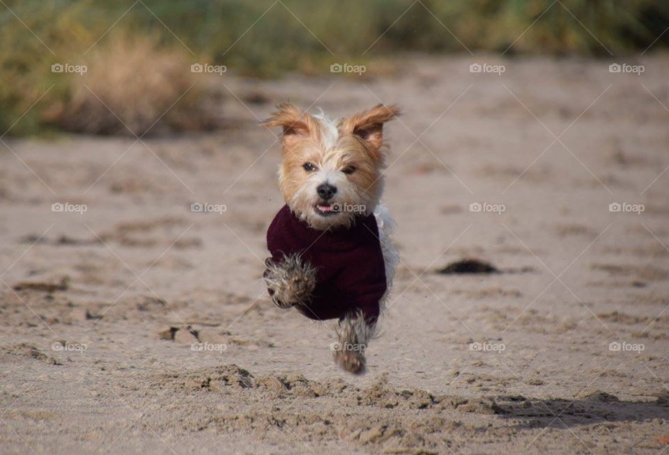 Small terrier dog running down a sandy beach wearing a red jumper with all four feet off the ground 