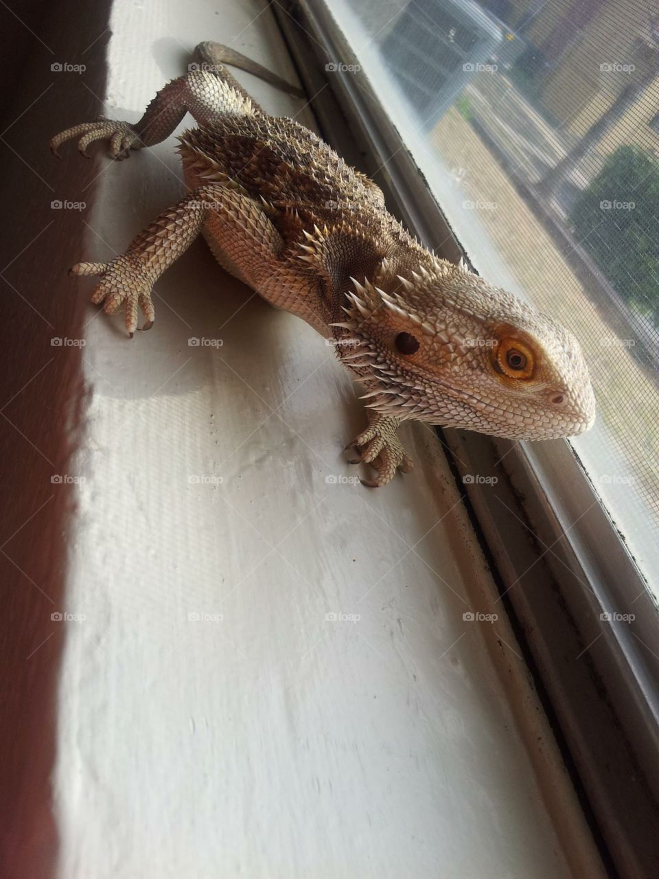 Turbo, the Bearded Dragon