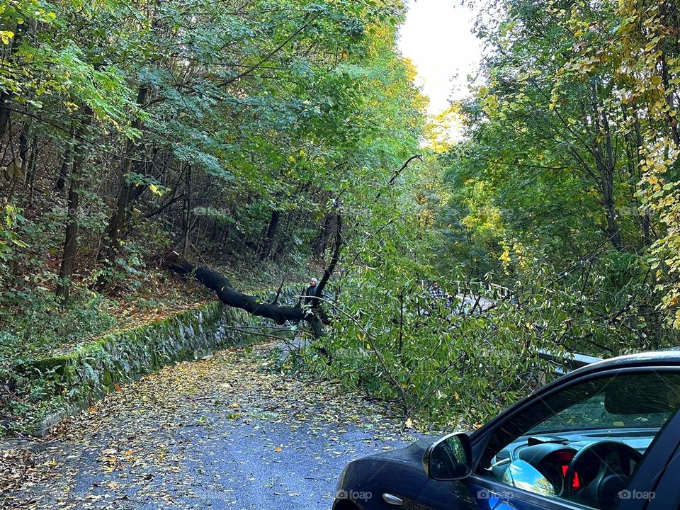 Obstacle on the road. The driver's part of a dark blue car stands on a road lined with trees. One tree fell on the road and created an obstacle to the passage