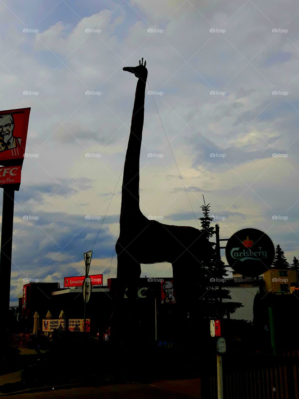 the largest giraffe in Poland