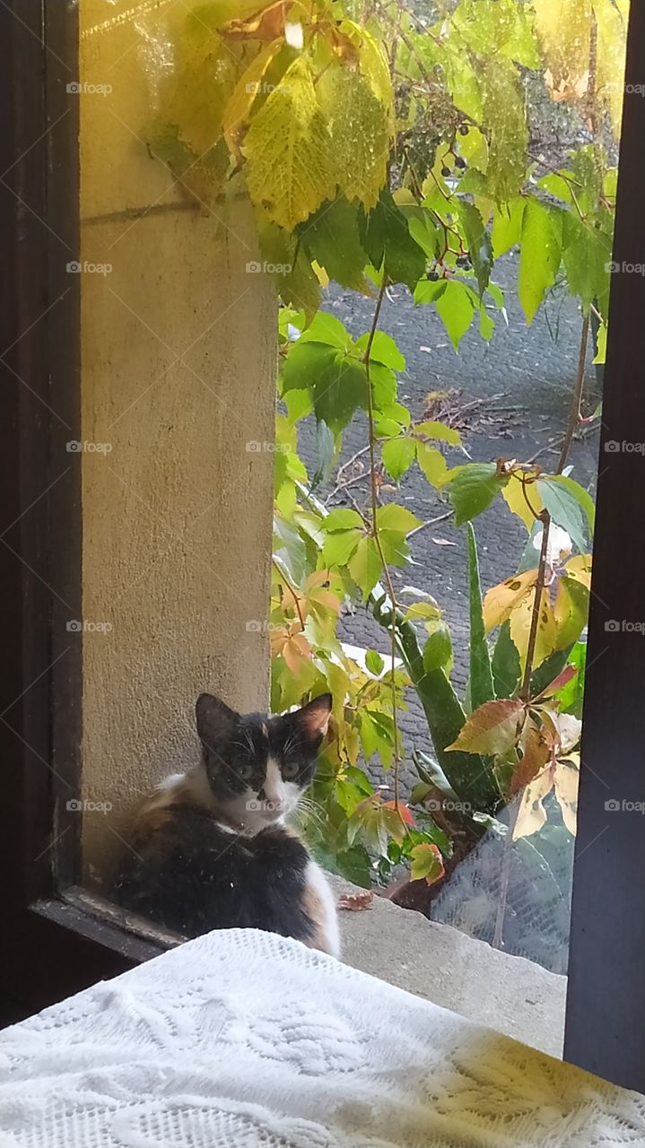 Y la gata nos observa