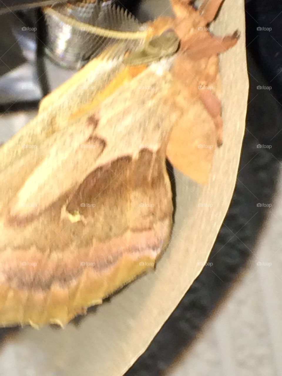 Intricate wings of a moth 