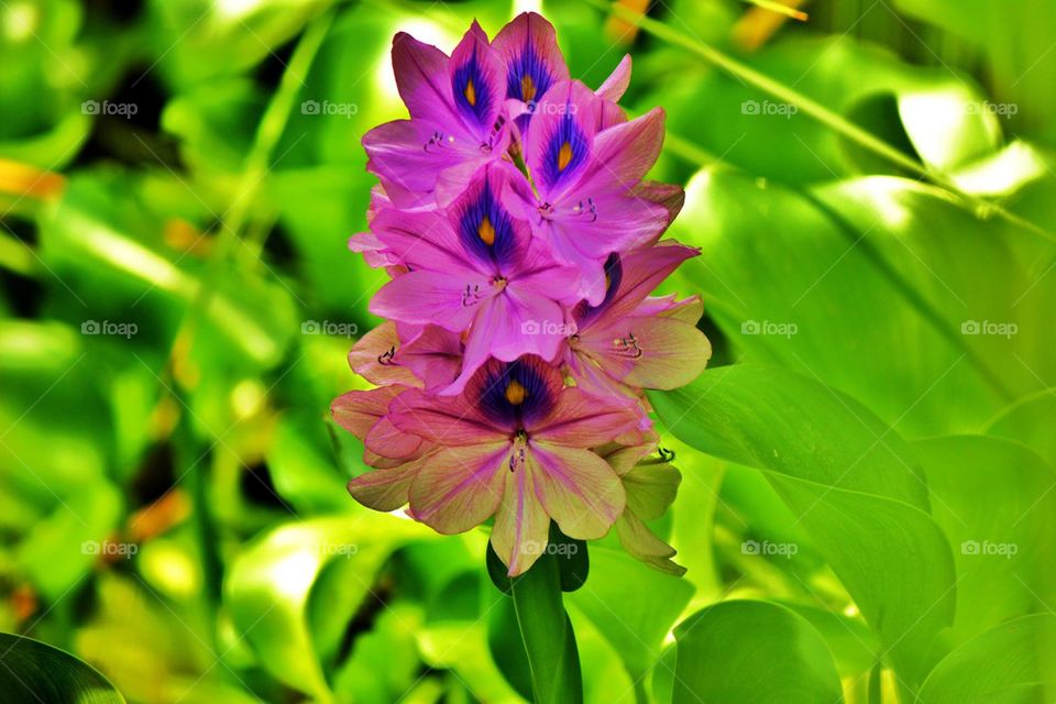 Close-up of pink flower