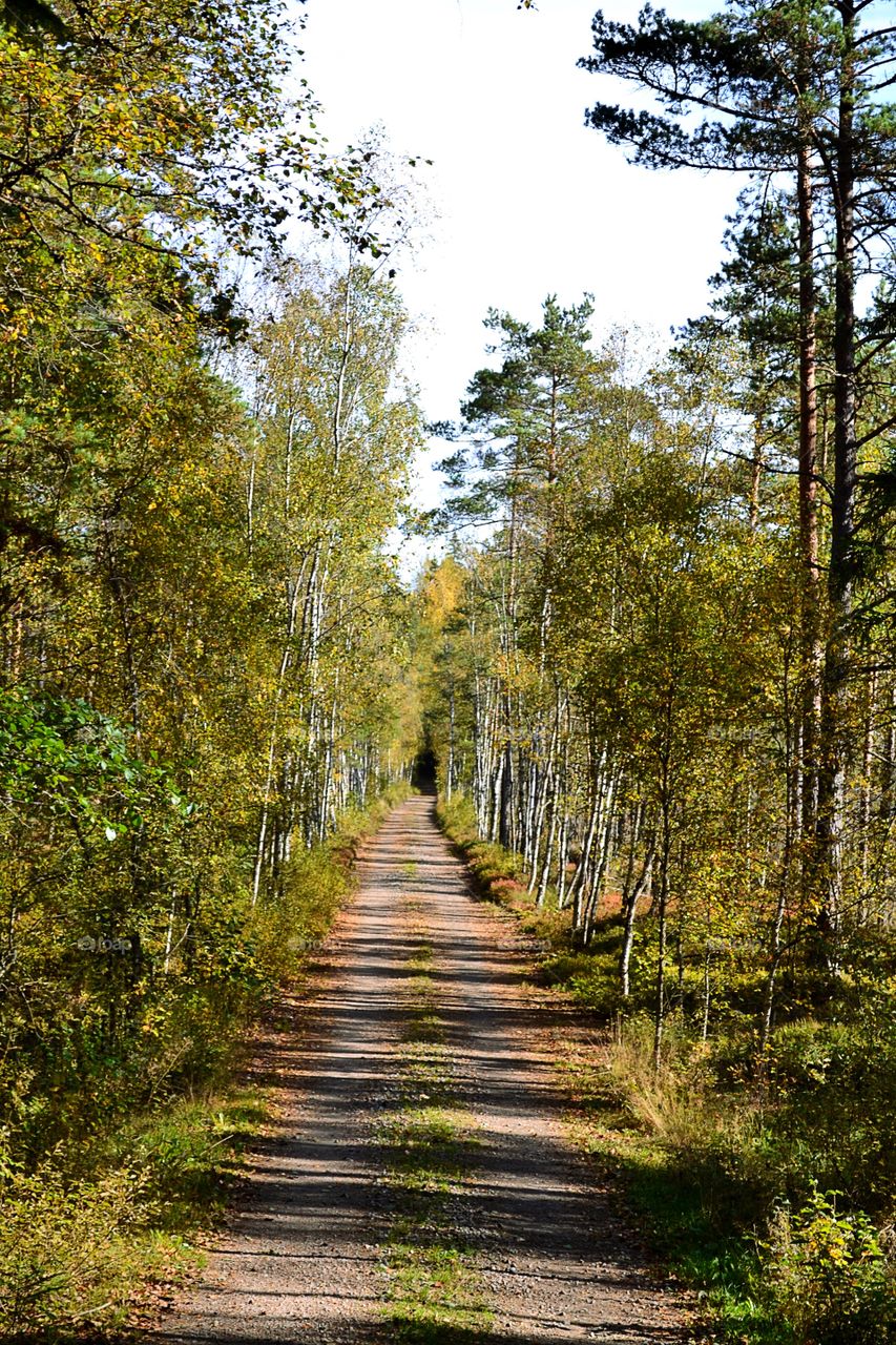 Autumn road