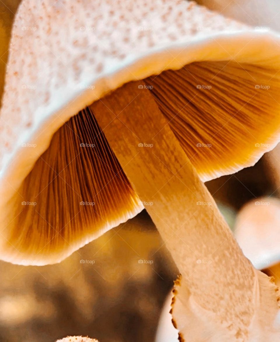 Mushrooms are beautiful 