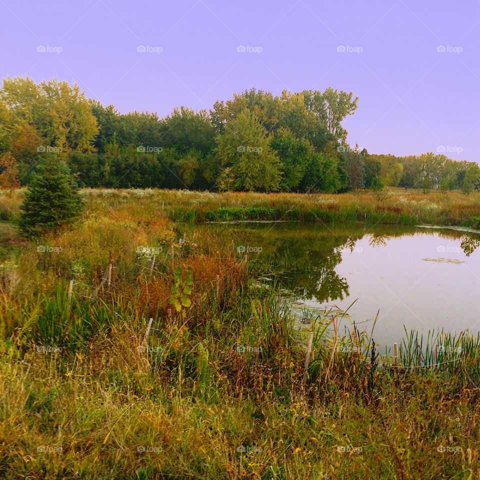 A small pond on the walking trail 
