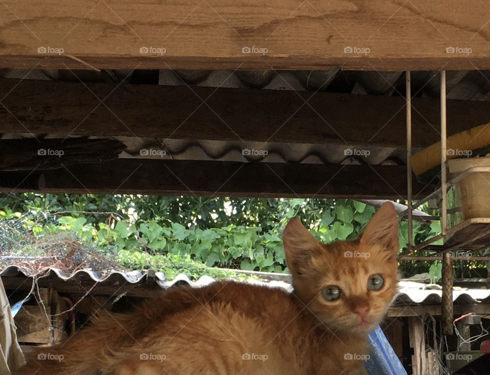 This kitten / cat was well hidden from danger.  Don't be afraid that we will take care of you, little pet ... Esse filhote de gato estava bem escondido dos perigos. Não tenha medo que cuidaremos de você, pequenino bichinho...