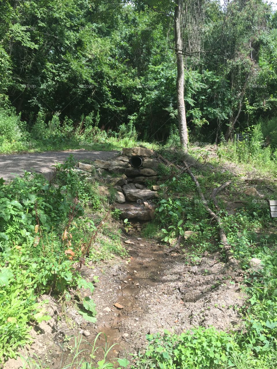 Landscape, Nature, Leaf, Wood, Flora