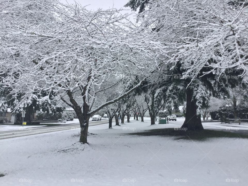 Cherry Trees in the Winter 