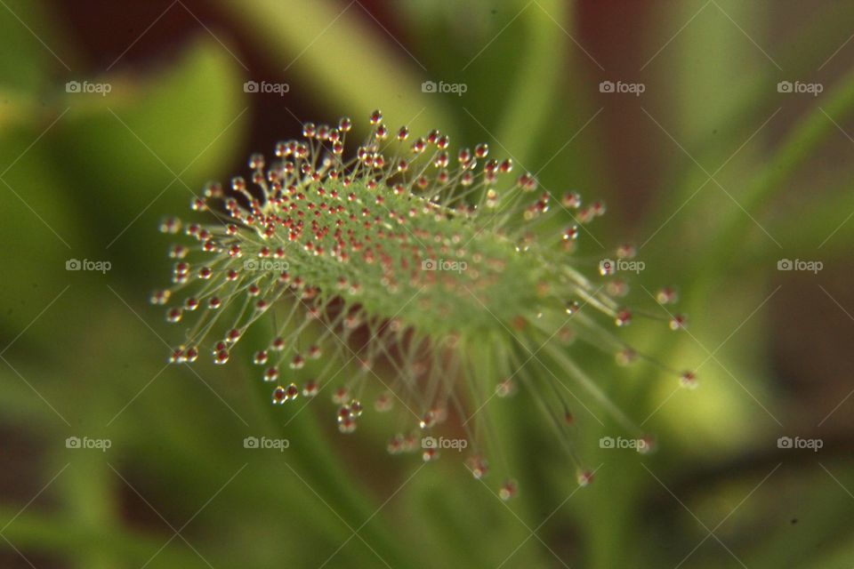 Close up of a carnivorous plant called a sundew.