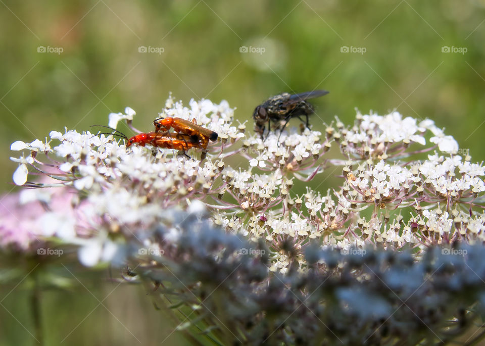 Tiny bugs making babies and fly watching aside