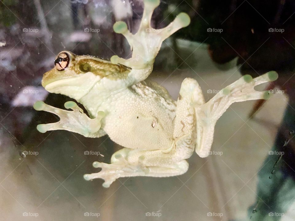 Frog on glass 