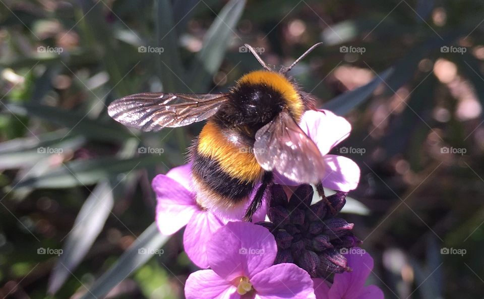 Bee, Nature, Flower, No Person, Honey
