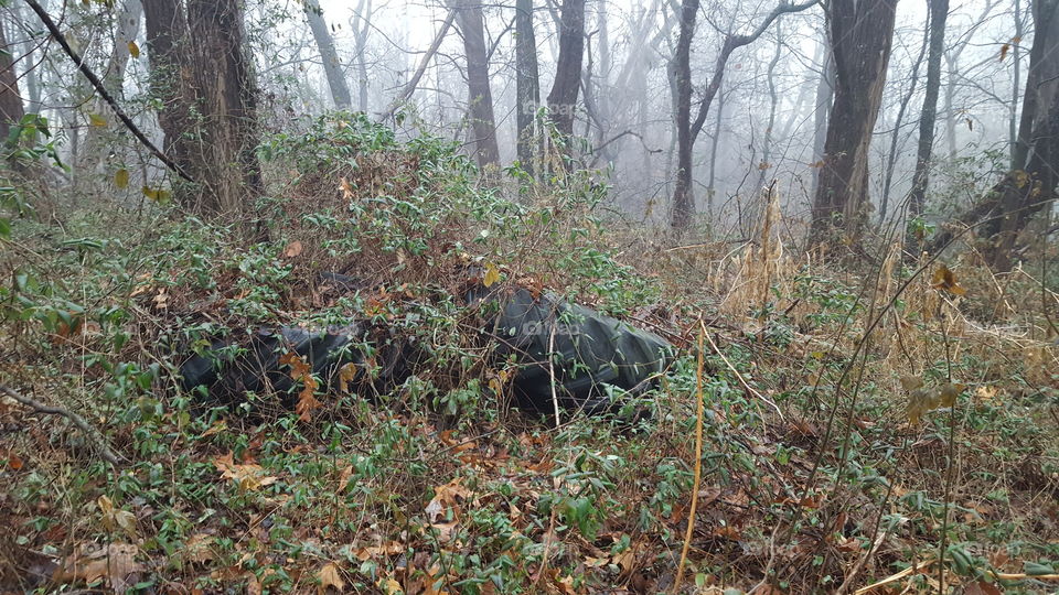 forgotton tires in the woods