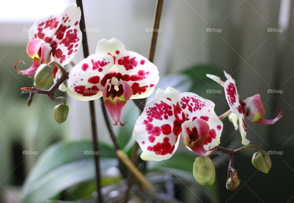 Orchid flowers, home garden