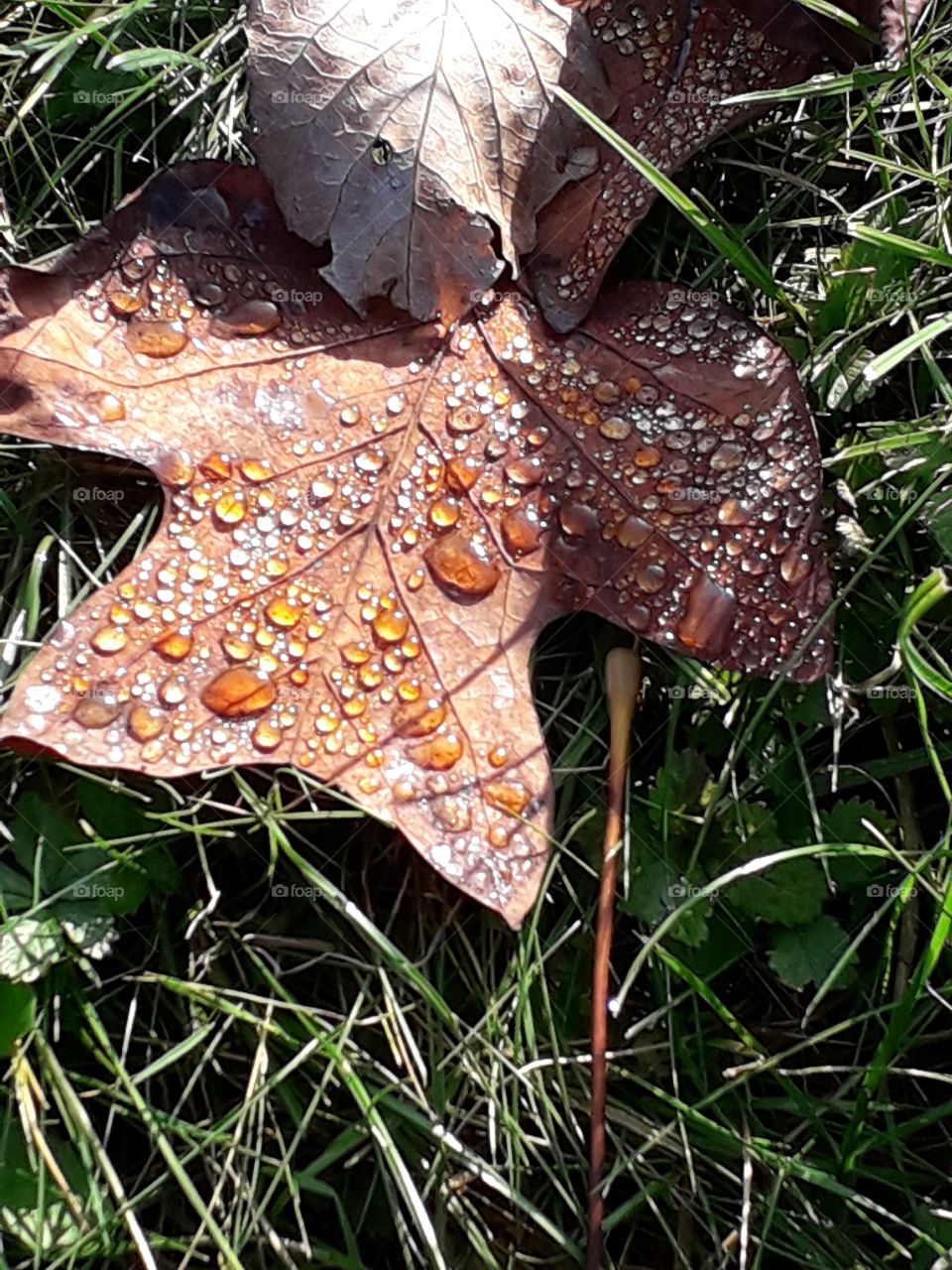 sunlit fallen tulip tree yellow leaf  covered with golden dropsof dew