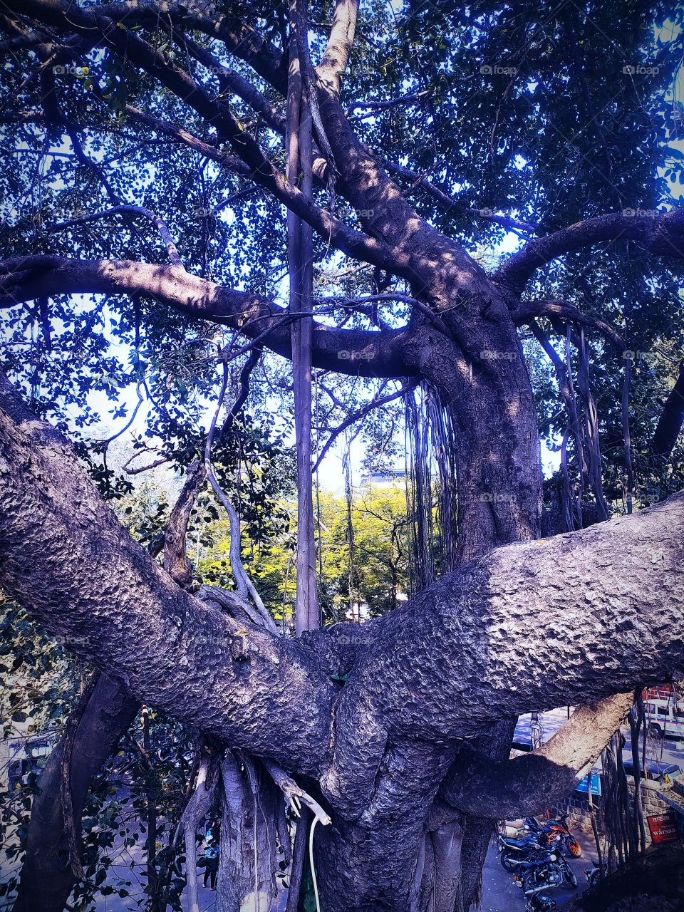 Banyan tree around with Shaniwar wada Palace Pune Maharashtra