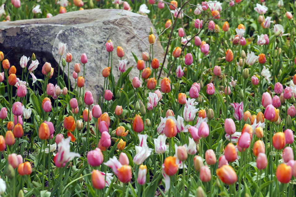 Colorful spring time tulips